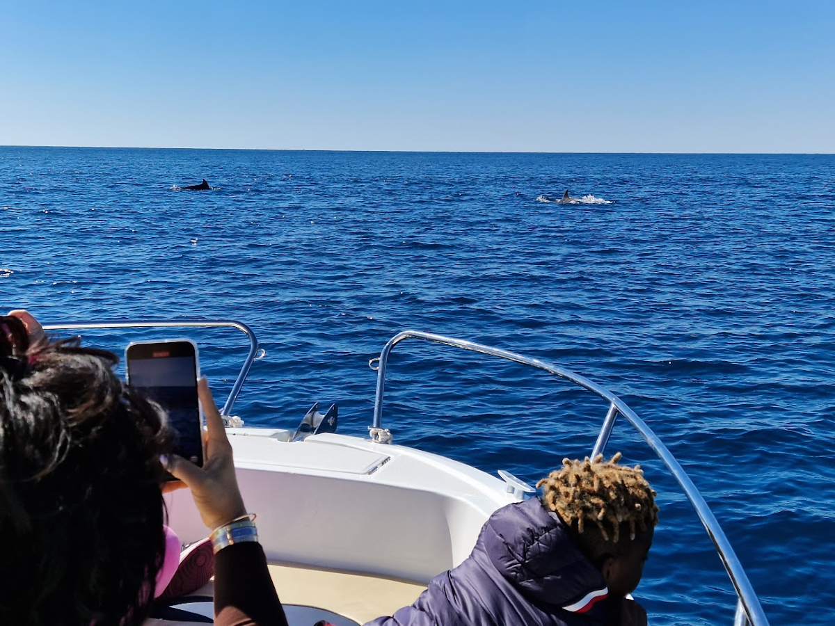 Dolphin Watching in Dubrovnik: When & Where to Spot Them